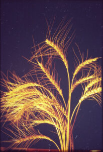 Yellow wheat stalks on dark background